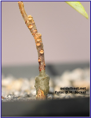 sealed grafting of a Daphne