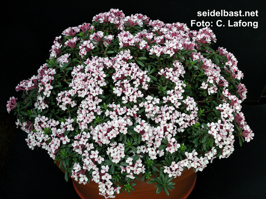 Award winning plant of Daphne x hendersonii 'Rosebud', 'Hendersons Seidelbast'