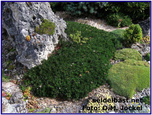 Daphne arbuscula im Steingarten, im Felsbrocken wachsend und auch am Fuße