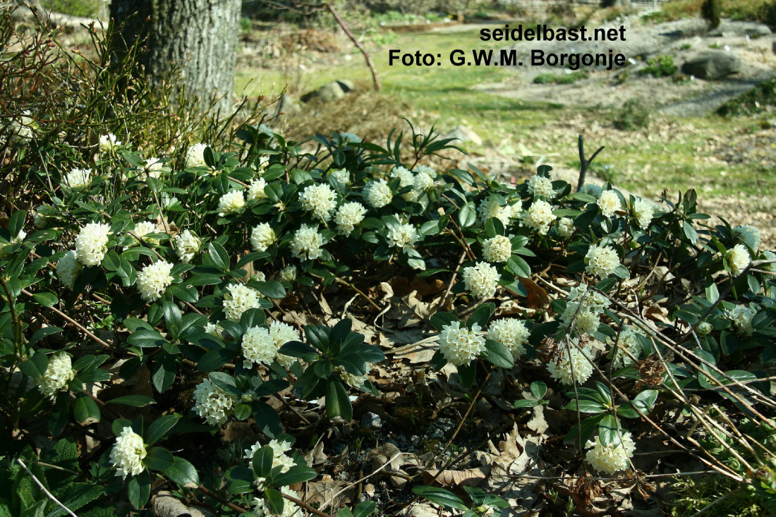 Daphne blagayana flowering shrub, 'Königs-Seidelbast', 'Blagays Seidelbast'