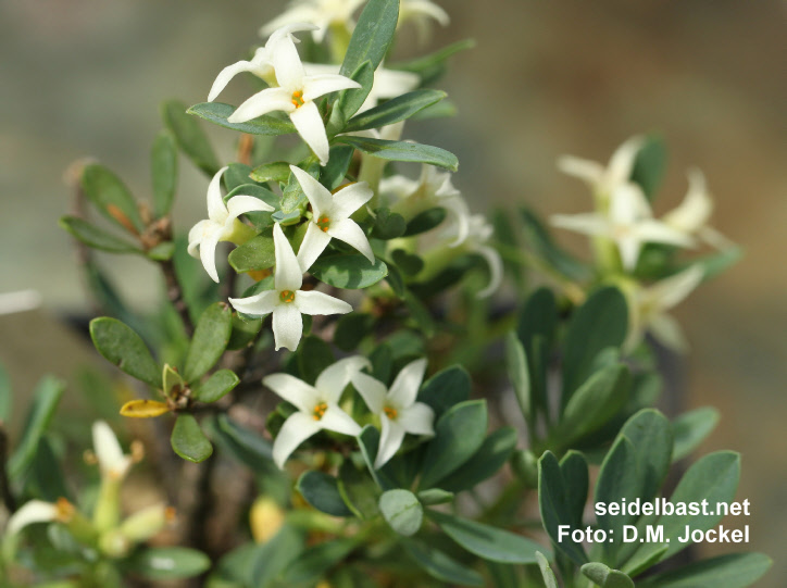 Daphne oleoides seed raised plant from Mt. Vermio, Greece, 'ölbaumähnlicher Seidelbast'