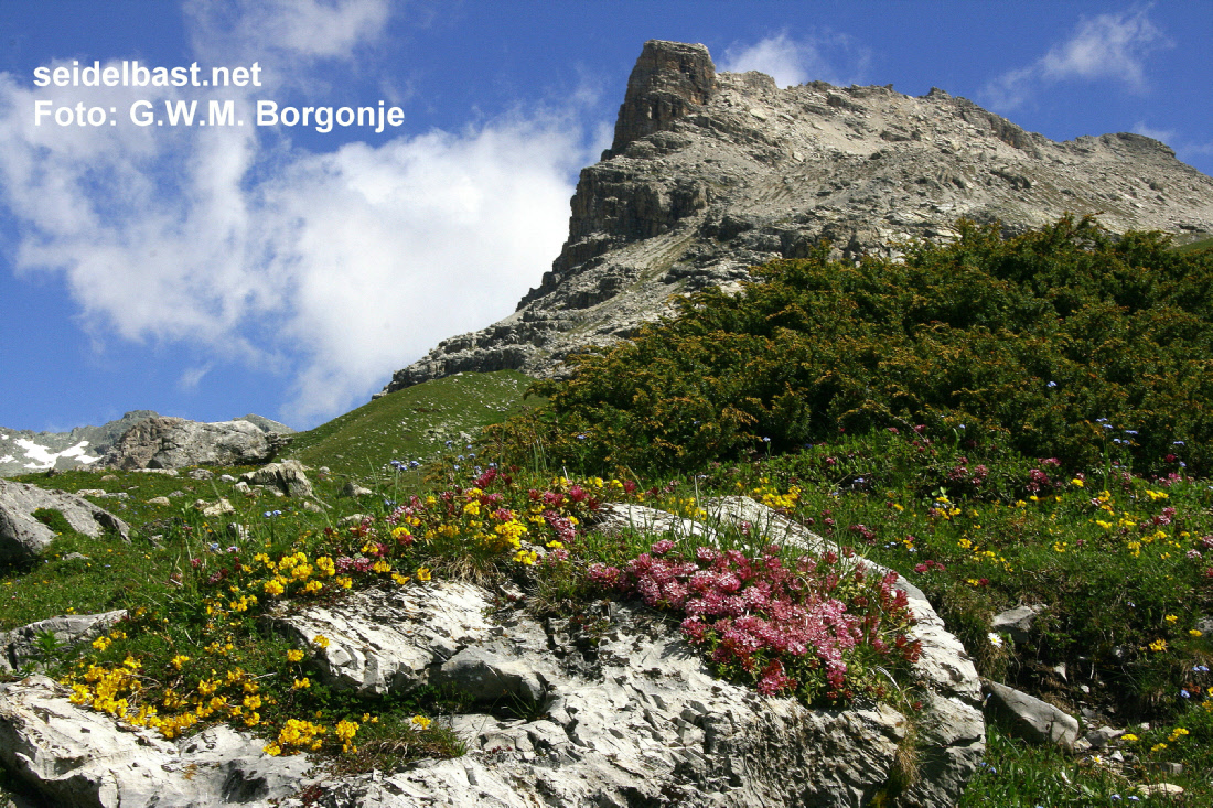 Daphne striata on rock, Engadin, Switzerland,-'Kahles Steinröschen' oder auch 'gestreifter Seidelbast'