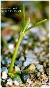 Daphne pontica, developing seedling 3