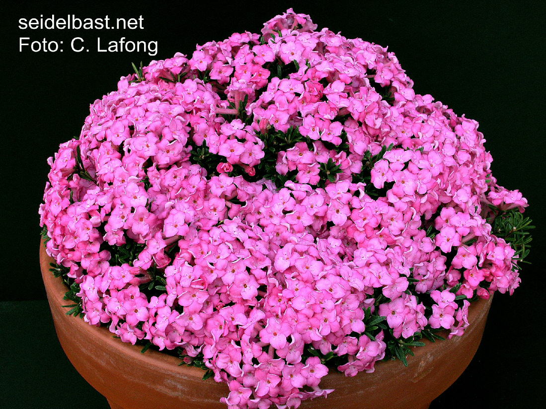 Daphne petraea ‘Grandiflora’, award-winning plant, 'FelsenSeidelbast