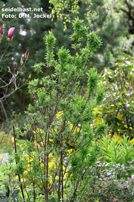 Daphne altaica, shrub, Altai-Seidelbast