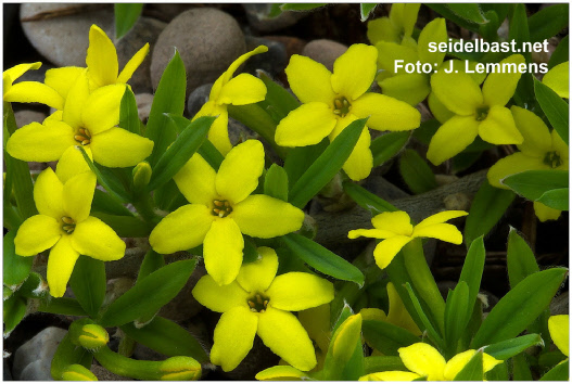 Daphne modesta flowers close-up, also known as Wikstroemia modesta, 'bescheidener Seidelbast'