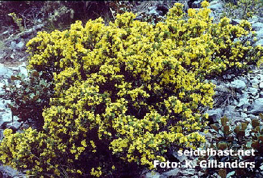 Daphne aurantiaca var. calcicola, Zhongdian, Yunnan, China, -'orangefarbener Seidelbast'-