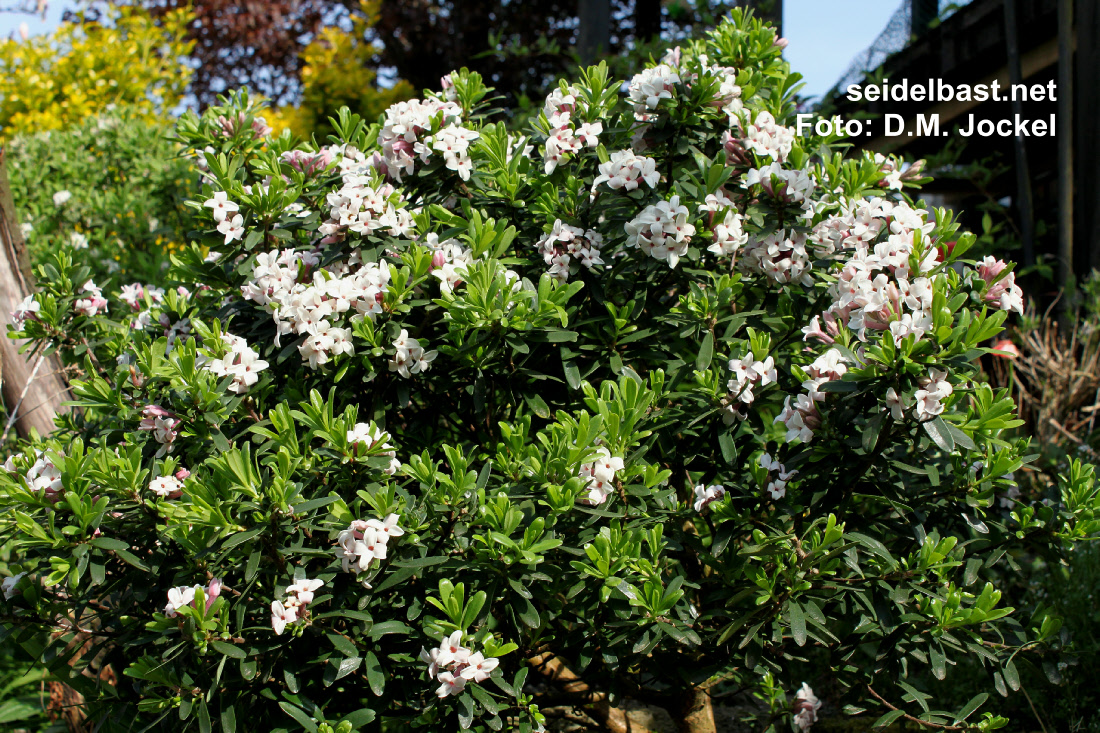Daphne x transatlantica ‘Eternal Fragrance’  flowering shrub, 'transatlantischer Seidelbast'