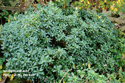 large, evergreen shrub of Daphne pontica hybrid 