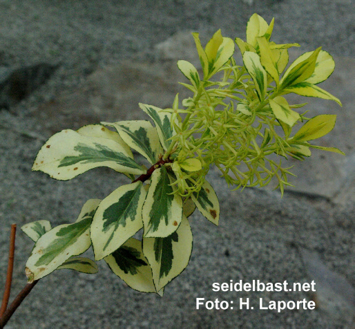 Daphne pontica subsp. pontica ‘Variegata’, 'Pontischer Seidelbast'
