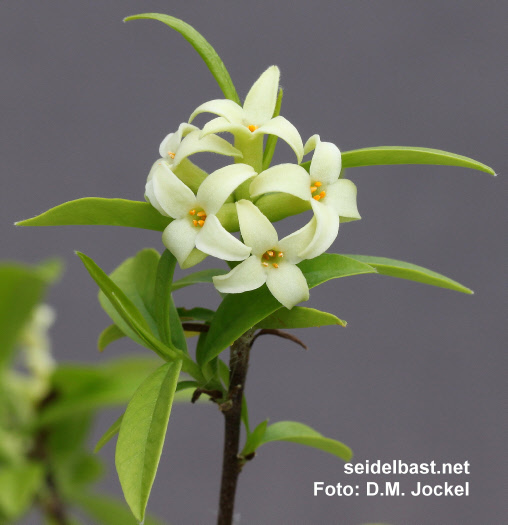 Daphne acutiloba inflorescence, 'spitzlappiger Seidelbast'