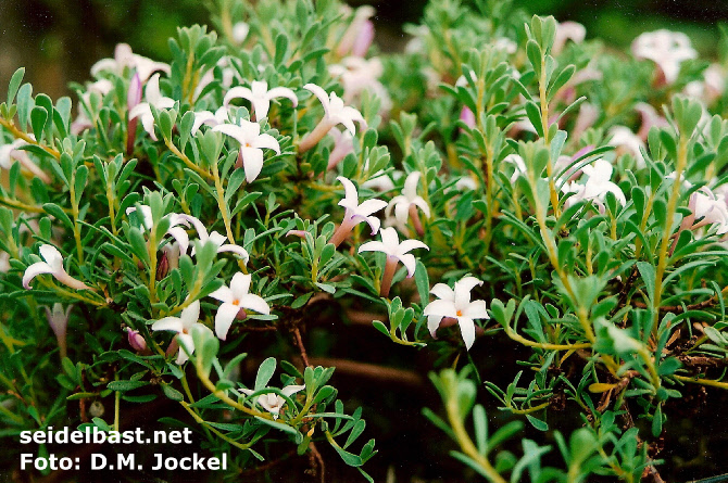 Daphne jasminea subsp. jasminea, rich flowering, 'Jasmin Seidelbast'