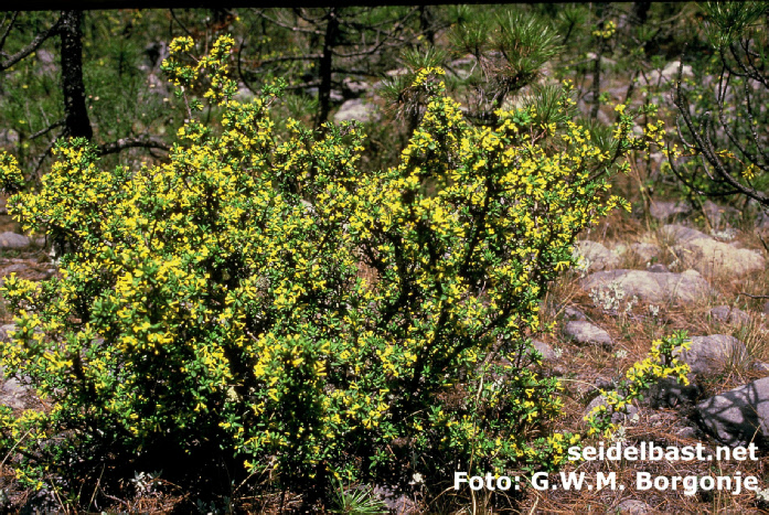 Daphne aurantiaca var. aurantiaca, Bai-Shiu, Yunnan, China, -'orangefarbener Seidelbast'-