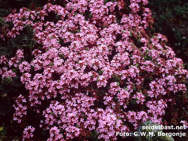 rich flowering Daphne julia(e) 