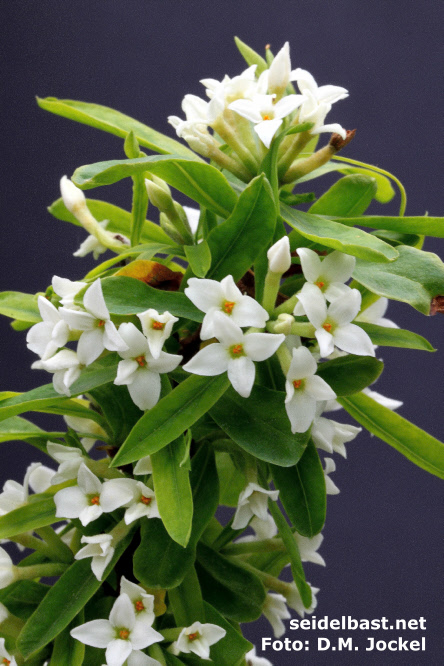 flowering branch of Daphne caucasica, 'Kaukasus Seidelbast'