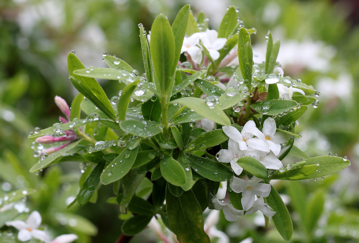 Daphne caucasica hybrid, flowers during rain