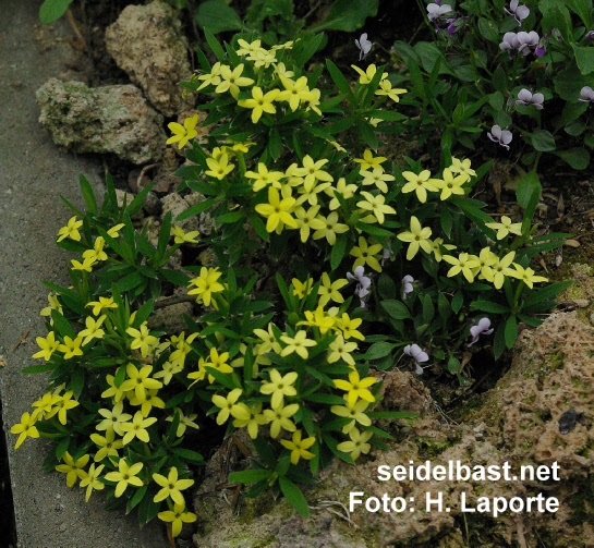 small flowering shrub of Daphne modesta, also known as Wikstroemia modesta, 'bescheidener Seidelbast'
