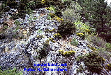 Daphne aurantiaca var. calcicola on limestone in China, -'orangefarbener Seidelbast'-