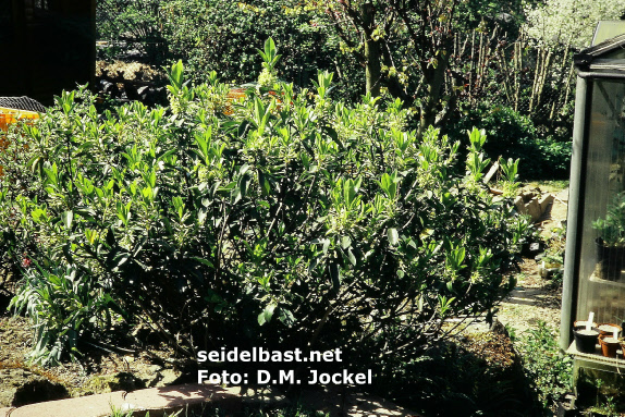 Daphne pontica subsp. haematocarpa shrub, 'Pontischer Seidelbast'