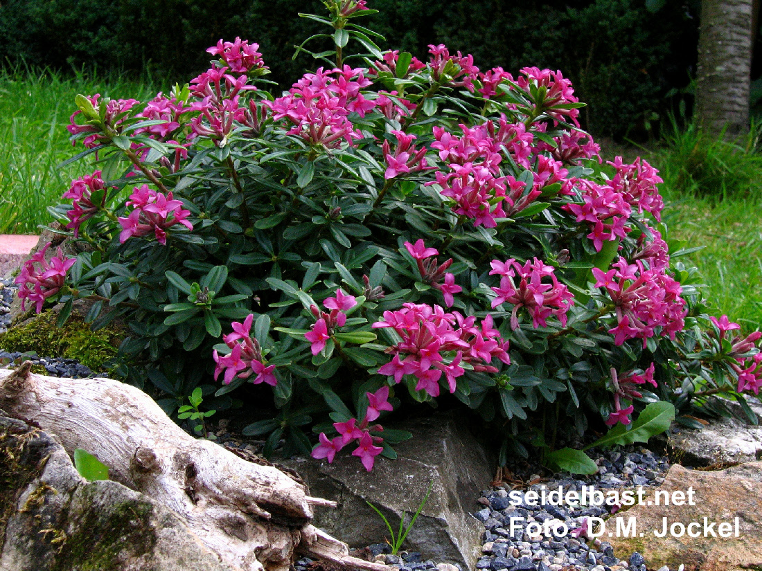 Daphne x ‘Red Pearl’  flowering shrub, Seidelbast-'Rote Perle'