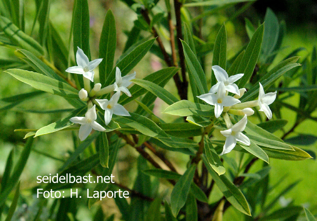 Daphne caucasica inflorescence, 'Kaukasus Seidelbast'
