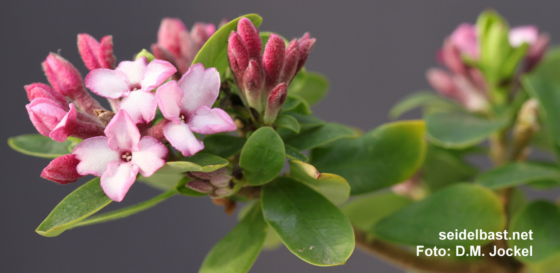Daphne x mantensiana ‘Manten’ blossoms and buds close-up, 'Mantens Seidelbast'