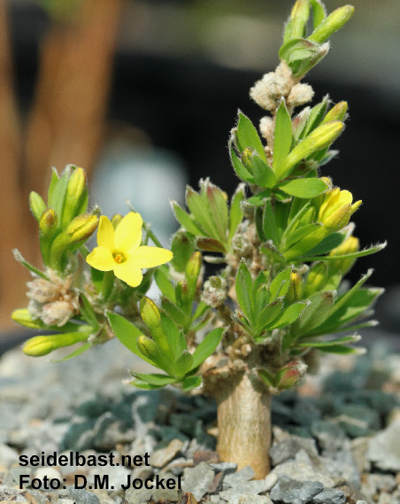 Daphne modesta, young shrub also known as Wikstroemia modesta, 'bescheidener Seidelbast'