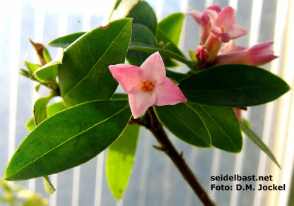 blossom of Daphne x hybrida