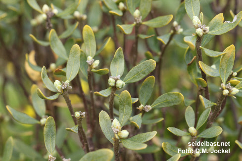 Daphne oleoides var. buxifolia leaves, 'ölbaumähnlicher Seidelbast'
