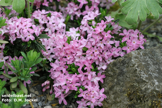 rich flowering Daphne arbuscula ‘Franceska’, 'Bäumchen-Seidelbast'