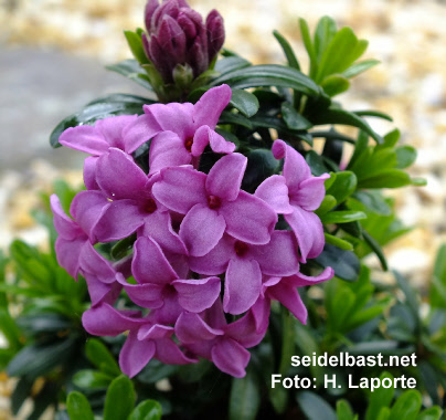 Daphne x kazbali [rollsdorfii] ‘Arnold Cihlarz’ blossoms