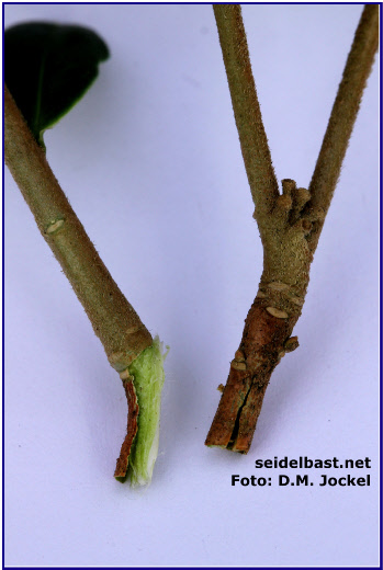 Daphne cuttings- left: tear off cutting, right: cutting with a knife 