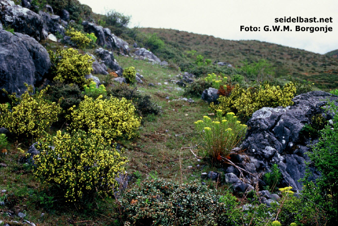 Daphne aurantiaca var. calcicola, Little Snow Mountain, Yunnan, -'orangefarbener Seidelbast'-