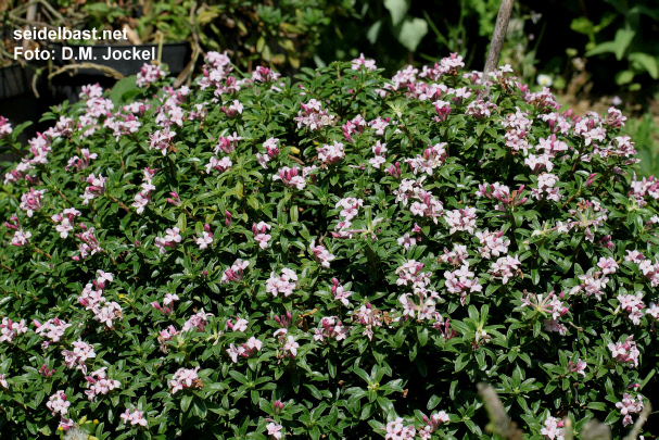 Daphne x ‘Alpengarten’ flowering shrub