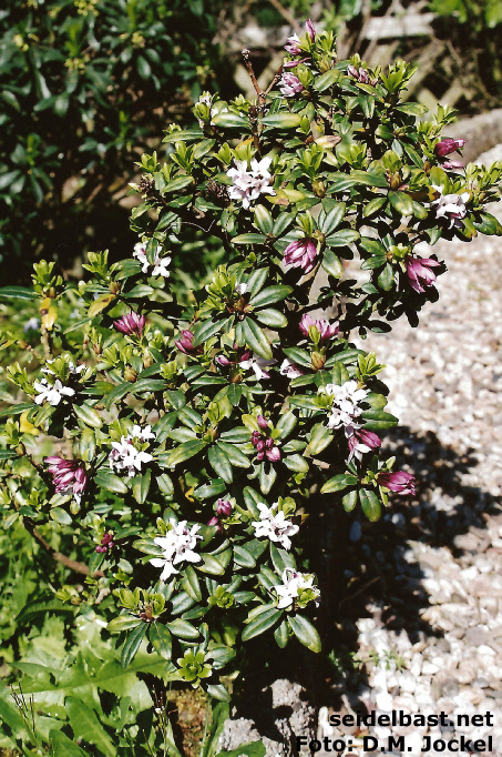Daphne retusa flowering shrub, 'eingebuchteter Seidelbast' bezogen auf das Blatt